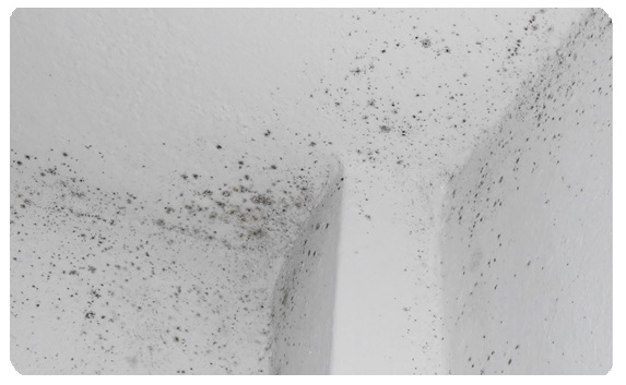 Μούχλα στο ταβάνι: Μόνωση και τρόποι να καθαρίσω τον τοίχο από την μούχλα και την κακοσμία
